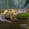 Leopardgecko, Eublepharis Macularius, LEMON FROST MACK SNOW -AQUATLATI Geschaft Leopardgecko Eublepharis macularius Lemon Frost Mack Snow 13