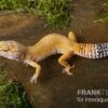 Leopardgecko, Eublepharis Macularius, NORMAL 2 Leopardgecko, Eublepharis Macularius, NORMAL -AQUATLATI Geschaft Leopardgecko Eublepharis macularius Normal 1
