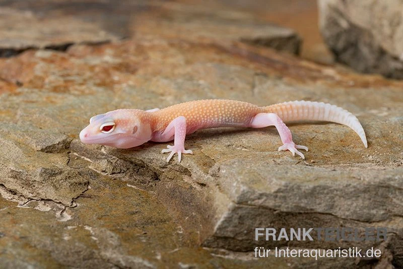 Leopardgecko, Eublepharis Macularius, RAPTOR 4 Leopardgecko, Eublepharis Macularius, RAPTOR - Image 2