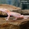 Leopardgecko, Eublepharis Macularius, STRIPE TREMPER ALBINO ECLIPSE -AQUATLATI Geschaft Leopardgecko Eublepharis macularius Stripe Tremper Albino Eclipse 14