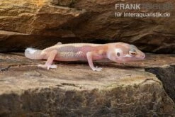 Leopardgecko, Eublepharis Macularius, STRIPE TREMPER ALBINO ECLIPSE 12 Leopardgecko, Eublepharis Macularius, STRIPE TREMPER ALBINO ECLIPSE -AQUATLATI Geschaft Leopardgecko Eublepharis macularius Stripe Tremper Albino Eclipse 2
