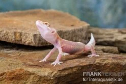 Leopardgecko, Eublepharis Macularius, STRIPE TREMPER ALBINO ECLIPSE 11 Leopardgecko, Eublepharis Macularius, STRIPE TREMPER ALBINO ECLIPSE -AQUATLATI Geschaft Leopardgecko Eublepharis macularius Stripe Tremper Albino Eclipse 4