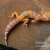 Leopardgecko, Eublepharis Macularius, TANGERINE BELL ALBINO 1 Leopardgecko, Eublepharis Macularius, TANGERINE BELL ALBINO -AQUATLATI Geschaft Leopardgecko Eublepharis macularius Tangerine Bell Albino 6