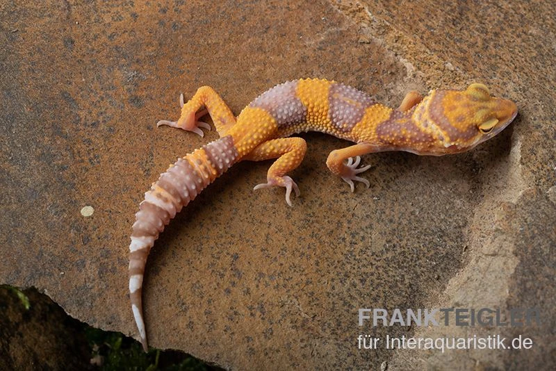 Leopardgecko, Eublepharis Macularius, TANGERINE BELL ALBINO 3 Leopardgecko, Eublepharis Macularius, TANGERINE BELL ALBINO