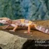 Leopardgecko, Eublepharis Macularius, TREMPER ALBINO JUNGLE MACK SNOW 2 Leopardgecko, Eublepharis Macularius, TREMPER ALBINO JUNGLE MACK SNOW -AQUATLATI Geschaft Leopardgecko Eublepharis macularius Tremper Albino Jungle Mack Snow