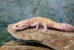 Leopardgecko, Eublepharis Macularius, TREMPER ALBINO MACK SNOW ECLIPSE -AQUATLATI Geschaft Leopardgecko Eublepharis macularius Tremper Albino Mack Snow Eclipse 13