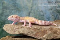 Leopardgecko, Eublepharis Macularius, TREMPER ALBINO MACK SNOW ECLIPSE -AQUATLATI Geschaft Leopardgecko Eublepharis macularius Tremper Albino Mack Snow Eclipse 16