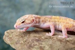 Leopardgecko, Eublepharis Macularius, TREMPER ALBINO MACK SNOW ECLIPSE -AQUATLATI Geschaft Leopardgecko Eublepharis macularius Tremper Albino Mack Snow Eclipse 18