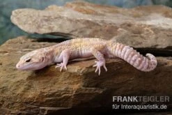 Leopardgecko, Eublepharis Macularius, TREMPER ALBINO MACK SNOW ECLIPSE -AQUATLATI Geschaft Leopardgecko Eublepharis macularius Tremper Albino Mack Snow Eclipse 8