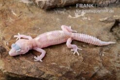 Leopardgecko, Eublepharis Macularius, TREMPER ALBINO MACK SNOW RAPTOR -AQUATLATI Geschaft Leopardgecko Eublepharis macularius Tremper Albino Mack Snow Raptor 1