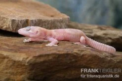 Leopardgecko, Eublepharis Macularius, TREMPER ALBINO MACK SNOW RAPTOR -AQUATLATI Geschaft Leopardgecko Eublepharis macularius Tremper Albino Mack Snow Raptor 2