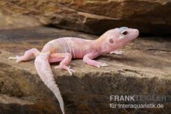Leopardgecko, Eublepharis Macularius, TREMPER ALBINO MACK SNOW RAPTOR -AQUATLATI Geschaft Leopardgecko Eublepharis macularius Tremper Albino Mack Snow Raptor 3
