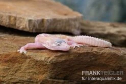 Leopardgecko, Eublepharis Macularius, TREMPER ALBINO MACK SNOW RAPTOR -AQUATLATI Geschaft Leopardgecko Eublepharis macularius Tremper Albino Mack Snow Raptor 5