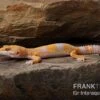 Leopardgecko, Eublepharis Macularius, TREMPER ALBINO TANGERINE 1 Leopardgecko, Eublepharis Macularius, TREMPER ALBINO TANGERINE -AQUATLATI Geschaft Leopardgecko Eublepharis macularius Tremper Albino Tangerine 1
