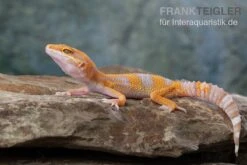 Leopardgecko, Eublepharis Macularius, TREMPER ALBINO TANGERINE -AQUATLATI Geschaft Leopardgecko Eublepharis macularius Tremper Albino Tangerine 11