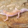 Leopardgecko, Eublepharis Macularius, WHITE & YELLOW -AQUATLATI Geschaft Leopardgecko Eublepharis macularius White and Yellow 7
