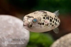 Leopardkugelfisch, Tetraodon Schoutedeni -AQUATLATI Geschaft Leopardkugelfisch Tetraodon schoutedeni 2