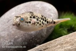 Leopardkugelfisch, Tetraodon Schoutedeni -AQUATLATI Geschaft Leopardkugelfisch Tetraodon schoutedeni 3