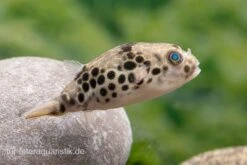 Leopardkugelfisch, Tetraodon Schoutedeni -AQUATLATI Geschaft Leopardkugelfisch Tetraodon schoutedeni 4