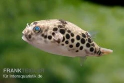 Leopardkugelfisch, Tetraodon Schoutedeni -AQUATLATI Geschaft Leopardkugelfisch Tetraodon schoutedeni 6