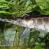 Gefleckter Knochenhecht, Kaimanfisch, Lepisosteus Oculatus 1 Gefleckter Knochenhecht, Kaimanfisch, Lepisosteus Oculatus -AQUATLATI Geschaft Lepisosteus oculatus gefleckter knochenhecht