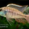 Lethrinops Albus Kande "Blue Fin", DNZ -AQUATLATI Geschaft Lethrinops albus Kande Blue Fin