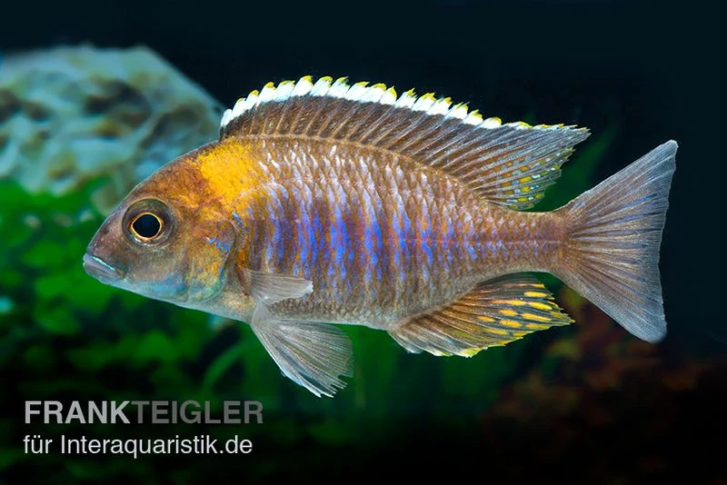 Lethrinops Micrentodon MAKOKOLA, DNZ 3 Lethrinops Micrentodon MAKOKOLA, DNZ