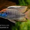 Red-Cap-Cichlide, Lethrinops Spec. Red Cap -AQUATLATI Geschaft Lethrinops spec RED CAP 10a