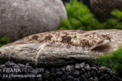 Leucorhynchos-Plattfisch, Süßwasserflunder, Achiroides Leucorhynchos -AQUATLATI Geschaft Leucorhynchos Plattfisch Achiroides leucorhynchos 2