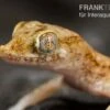 Lichtensteins Dünnfingergecko, Stenodactylus Sthenodactylus -AQUATLATI Geschaft Lichtensteins Duennfingergecko Stenodactylus sthenodactylus 1