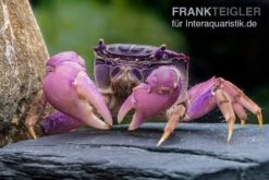 Lila Spider Crab, Neosarmatium Sp. Purple -AQUATLATI Geschaft Lila Spider Crab Neosarmatium sp Purple 2