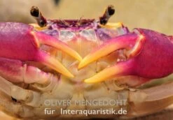 Lila Süßwasserkrabbe, Globithelphusa "indian Lilac" 20 Lila Süßwasserkrabbe, Globithelphusa "indian Lilac" -AQUATLATI Geschaft Lila Suesswasserkrabbe Globithelphusa indian lilac 1