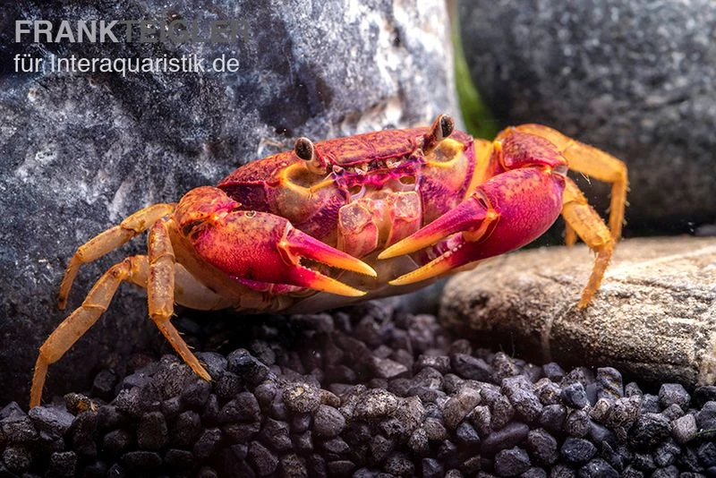 Lila Süßwasserkrabbe, Globithelphusa "indian Lilac" 4 Lila Süßwasserkrabbe, Globithelphusa "indian Lilac" - Image 2