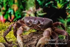Lila Weihnachtsinselkrabbe, Gecarcoidea Humei, Klein 12 Lila Weihnachtsinselkrabbe, Gecarcoidea Humei, Klein -AQUATLATI Geschaft Lila Weihnachtsinselkrabbe Gecarcoidea humei 1
