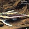 Liniendornwels, Platydoras Costatus, 2 Liniendornwels, Platydoras Costatus, -AQUATLATI Geschaft Liniendornwels Platydoras costatus