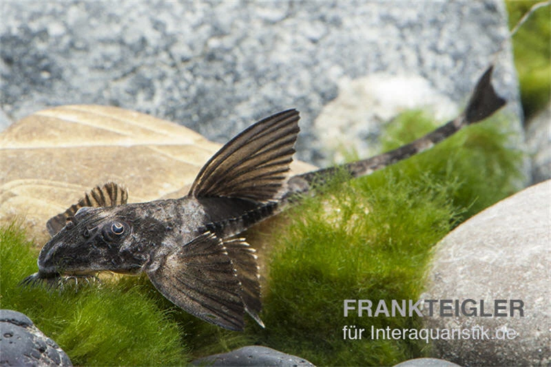 Maulbrütender Harnischwels, Loricaria Simillima 4 Maulbrütender Harnischwels, Loricaria Simillima - Image 2