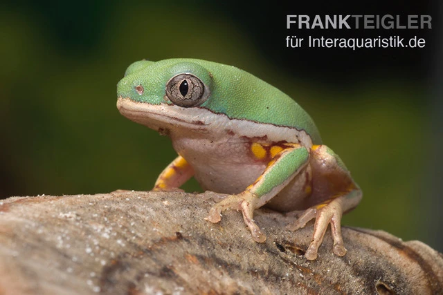 Makifrosch, Phyllomedusa Hypochondrialis 3 Makifrosch, Phyllomedusa Hypochondrialis