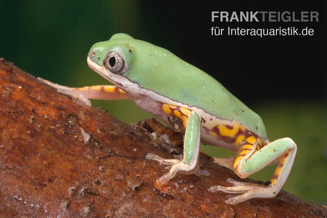 Makifrosch, Phyllomedusa Hypochondrialis 4 Makifrosch, Phyllomedusa Hypochondrialis - Image 2