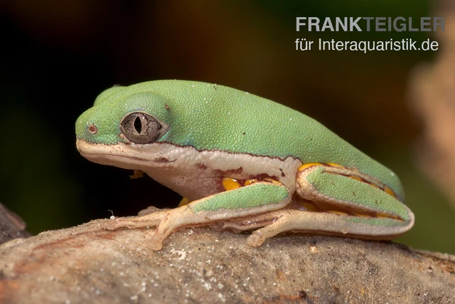 Makifrosch, Phyllomedusa Hypochondrialis 5 Makifrosch, Phyllomedusa Hypochondrialis - Image 3