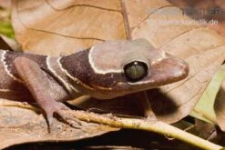 Malayischer Bogenfingergecko, Cyrtodactylus Pulchellus -AQUATLATI Geschaft Malayischer Bogenfingergecko Cyrtodactylus pulchellus 3