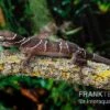 Malayischer Bogenfingergecko, Cyrtodactylus Pulchellus -AQUATLATI Geschaft Malayischer Bogenfingergecko Cyrtodactylus pulchellus neu 1