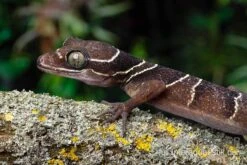 Malayischer Bogenfingergecko, Cyrtodactylus Pulchellus -AQUATLATI Geschaft Malayischer Bogenfingergecko Cyrtodactylus pulchellus neu 2