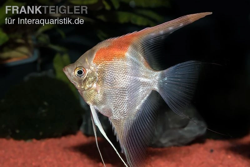 Manacapuru Rotrücken Skalar, Pterophyllum Cf. Scalare "Lago Manacapuru" 3 Manacapuru Rotrücken Skalar, Pterophyllum Cf. Scalare "Lago Manacapuru"