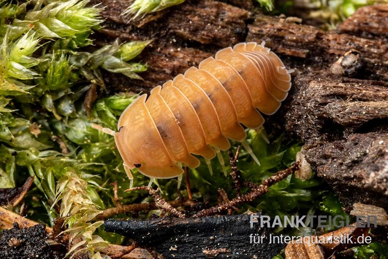 Mandarin-Assel, Cubaris Sp. “RubberduckyMandarin” 4 Mandarin-Assel, Cubaris Sp. “RubberduckyMandarin” - Image 2