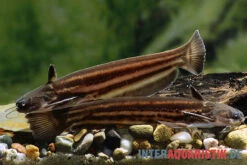 AQUATLATI Geschaft 17 AQUATLATI Geschaft -AQUATLATI Geschaft Mandube Wels Trachelyopterichthys taeniatus 1