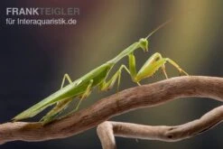 Afrikanische Gottesanbeterin Im Mix, Sphodromantis Spec. -AQUATLATI Geschaft Mantis 1