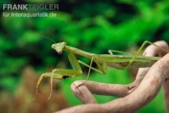 Afrikanische Gottesanbeterin Im Mix, Sphodromantis Spec. -AQUATLATI Geschaft Mantis 4 20