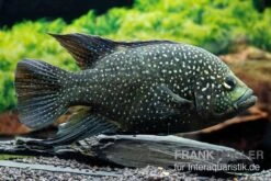 Marakeli-Buntbarsch, Paratilapia Polleni "Big Spotted"