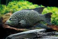 Marakeli-Buntbarsch, Paratilapia Polleni "Big Spotted" -AQUATLATI Geschaft Marakeli Buntbarsch Paratilapia polleni Big spotted neu 3