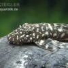 Marmor-Ancistrus, Ancistrus Claro, LDA 8, DNZ -AQUATLATI Geschaft Marmor Ancistrus LDA 08 Ancistrus claro 1